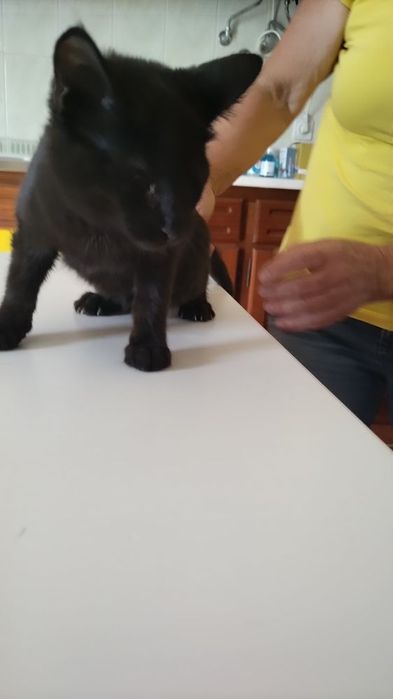 Gatinha especial para adoção com esterilização gratuita