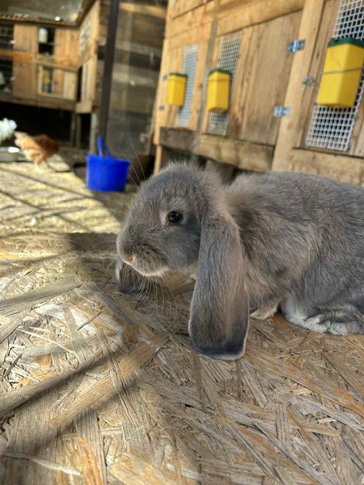 Kroliki młode barany francuskie