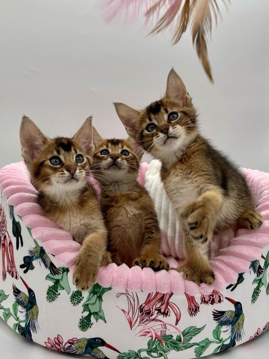 Абиссинцы девочки и мальчики)))