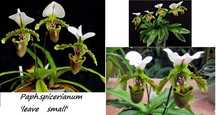 Paph. Spicerianum Leave small