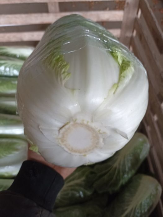 Kapusta pekińska