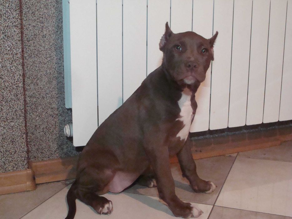 Pit Bull Red Nose Suczka