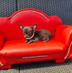 Chihuahua malutka czarna suczka