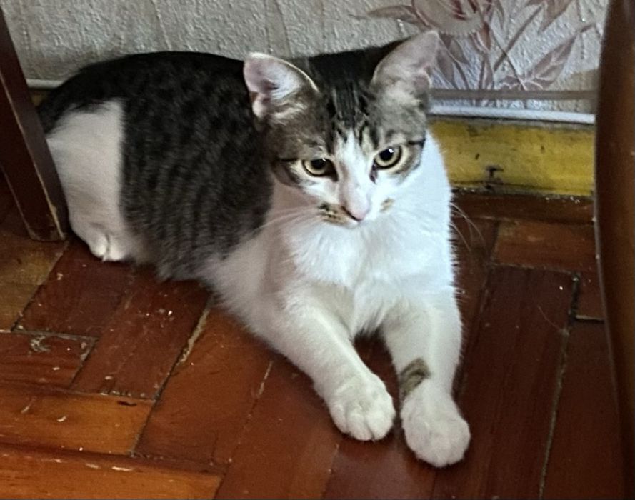 Чудо киця чекає на вас