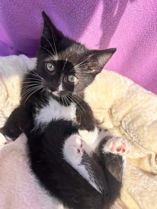 Kotek do adopcji.