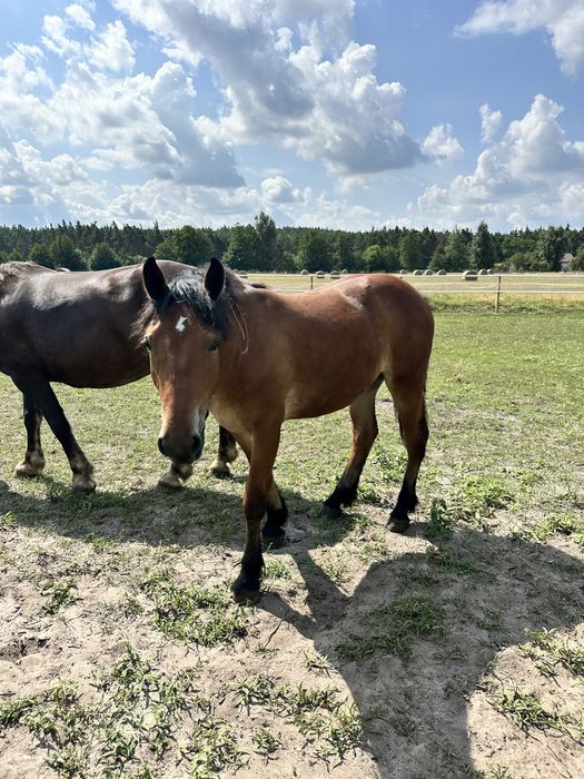 Sprzedam klacz roczną zimnokrwistą