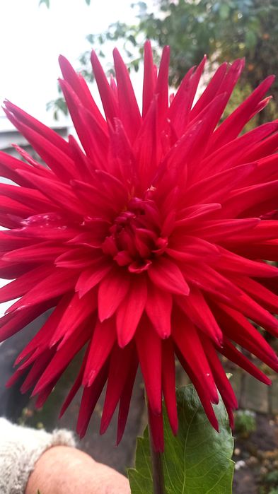 Жоржини продаж поділок