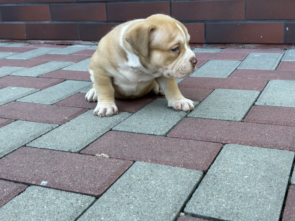 Suczka American Bully ABKC Standard