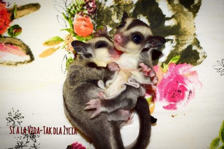 Lotopałanki, lotopałanka , sugar glider