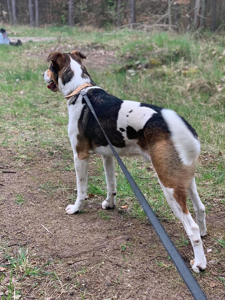 Lemon - duży młody i grzeczny do adopcji