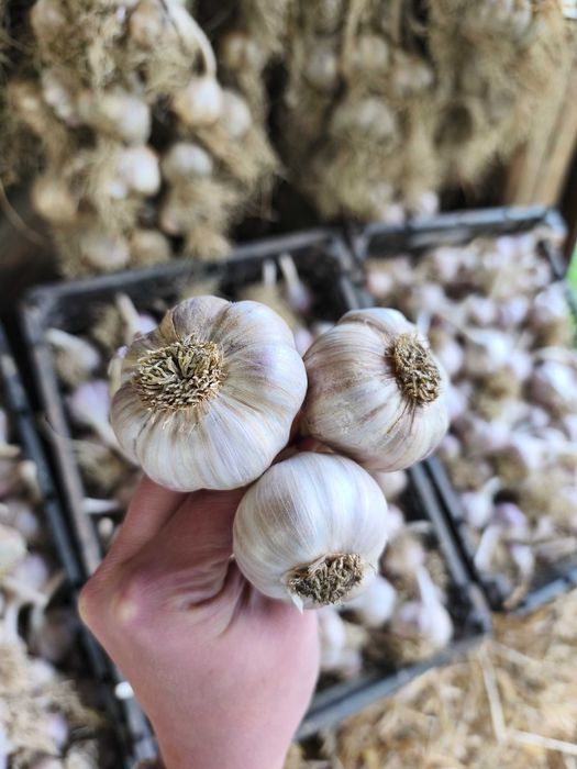 Czosnek zimowy Harnaś ekologiczny