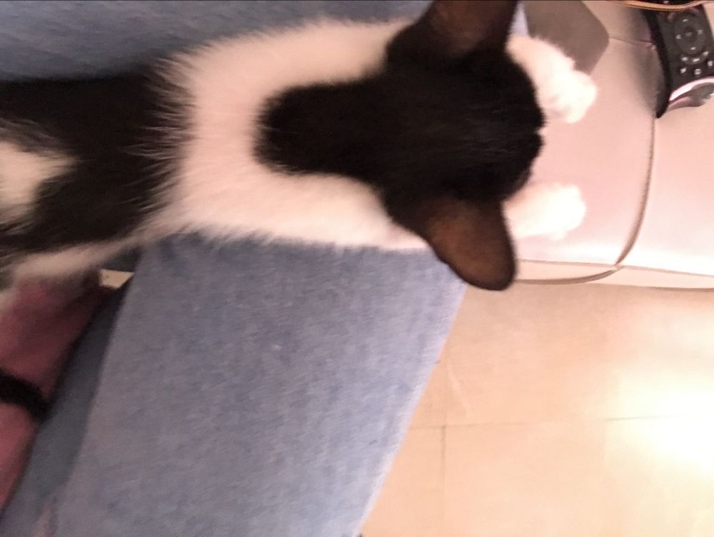 Passeio e visita domiciliar a animais domésticos