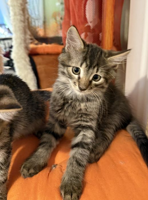 3х месячные котята.