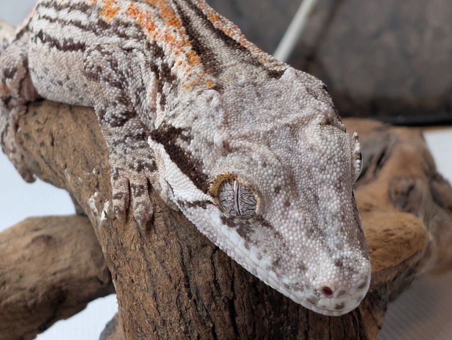 Gekon z Nowej Kaledonii samica