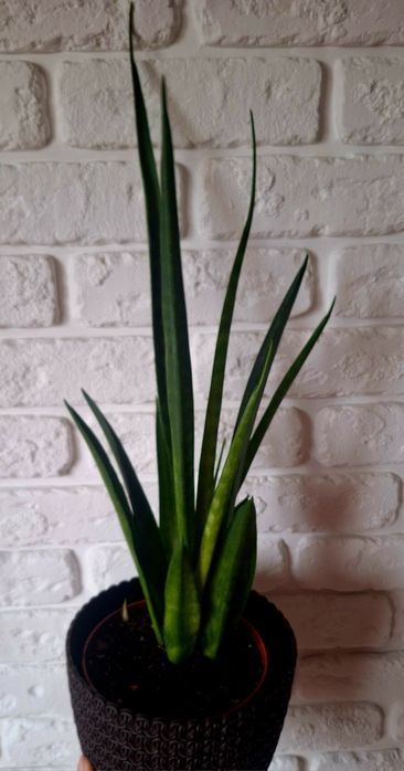 Продам сансев'єру Кіркі френдс