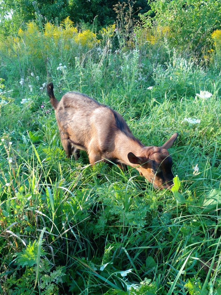 Альпійський козлик