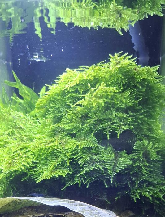 Mech christmas moss duża porcja.