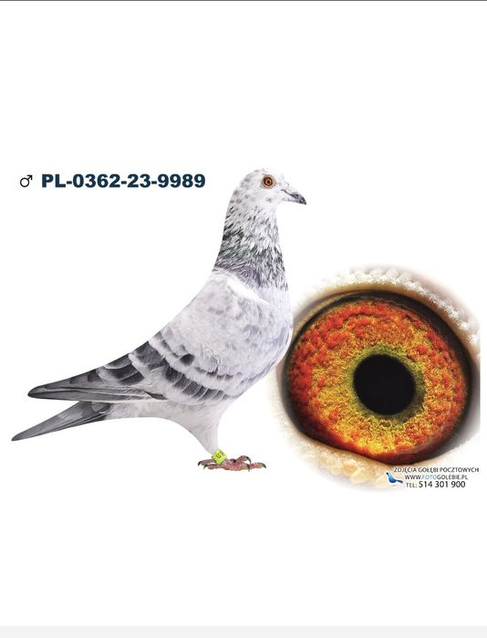 Gołąb pocztowy Samica Artur Frackowiak,, Super Top,, 474,,