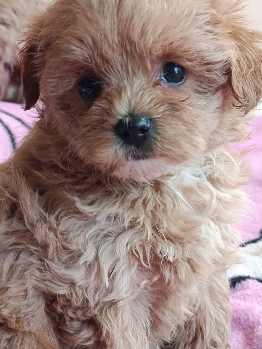 Maltipoo suczka szczeniak