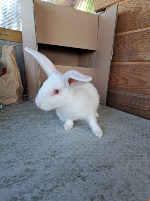 Królik Termondzki biały