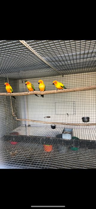 Aratingas solstitiallis