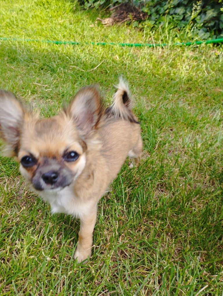 Przepiękna dziewczynka chihuahua