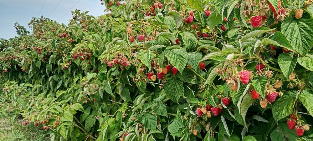 Sprzedam Maliny  Pol...nez... M...ma