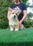 Welsh corgi pembroke FCI