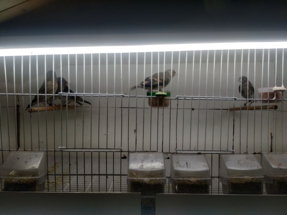 Mestiças de pinta canaria