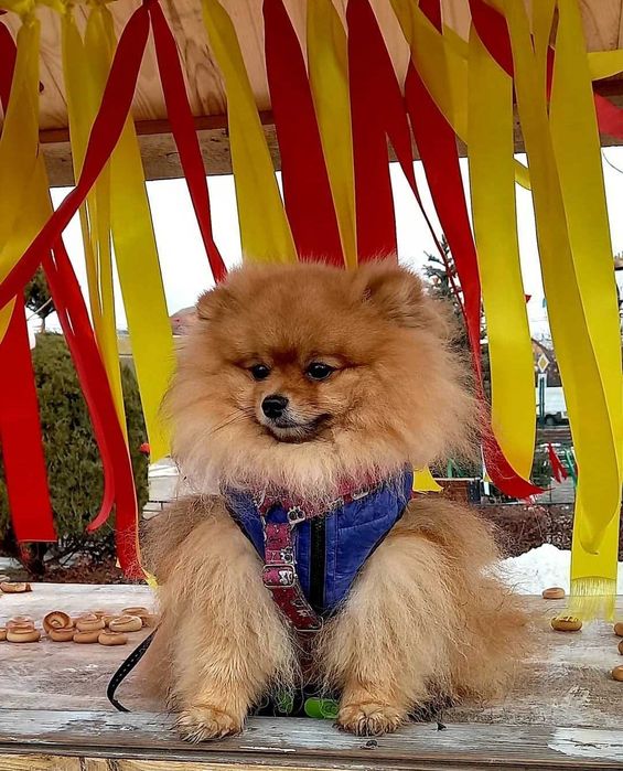 Жилет осінь зима для маленьких порід собак