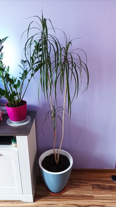 Kwiat -  DRACENA wysoka