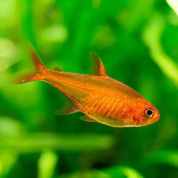 GB Bystrzyk Amandy - dowóz ryb!