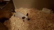 blue point siamese mysz syjamska