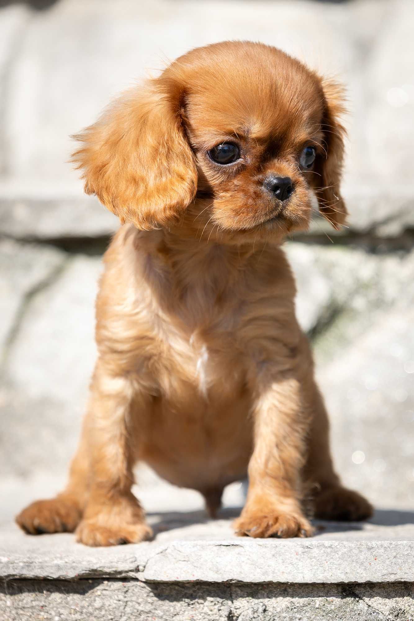 Cavalier King Charles Spaniel* Chłopczyk LUIS gotowy do odbioru
