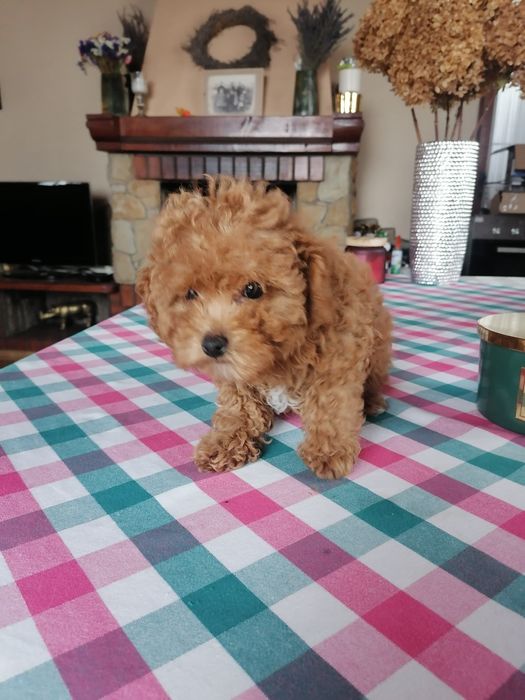 Малята той пудельки