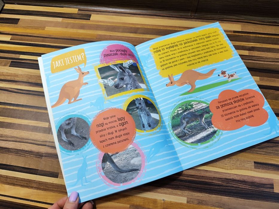 Poznajmy się Kangur, symbol Australii  Książeczka z naklejkami