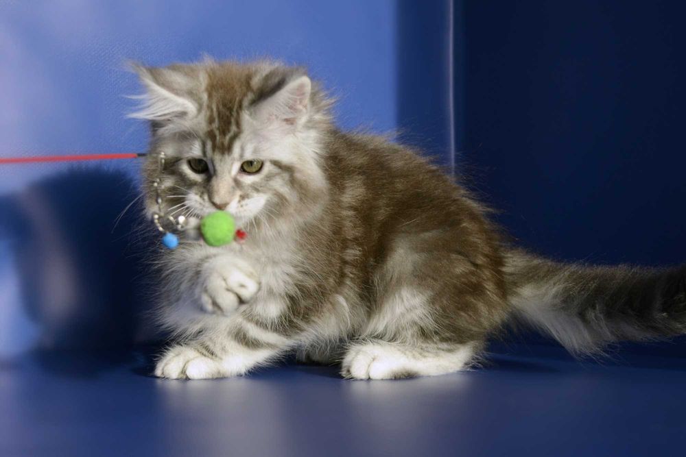 Мейн кун . Девочка 2 мес.