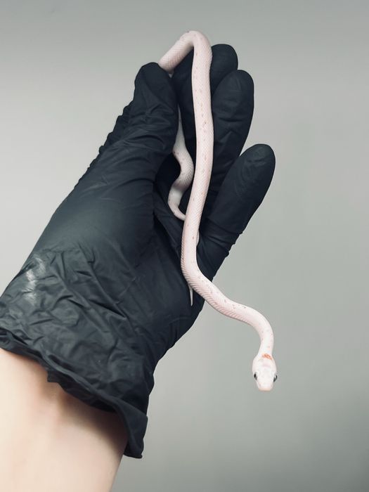 Wąż zbożowy palmetto