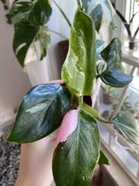 Philodendron white princess