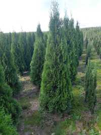 Tuja Tuje Thuja Szmaragd wys.180-200 cm