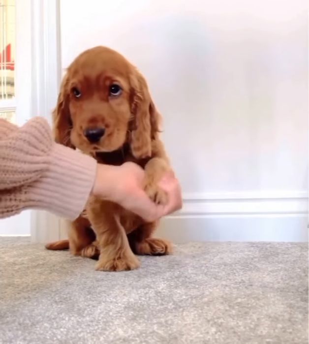 Продаж та доставка по Україні цуценят.