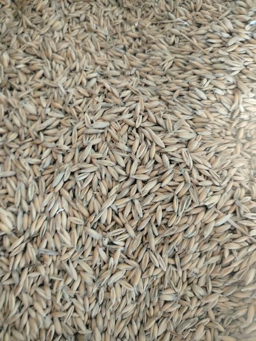 Owies jary tego roczny