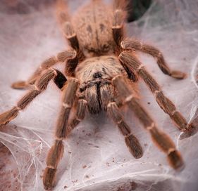 Pterinochilus murinus DCF Kigoma L6