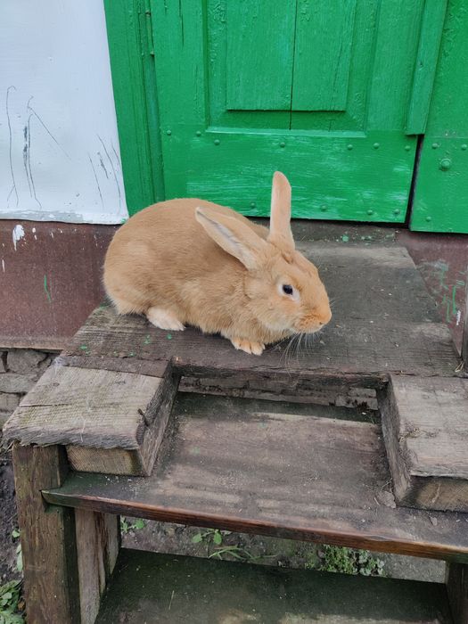 Кролі кролики бургунці