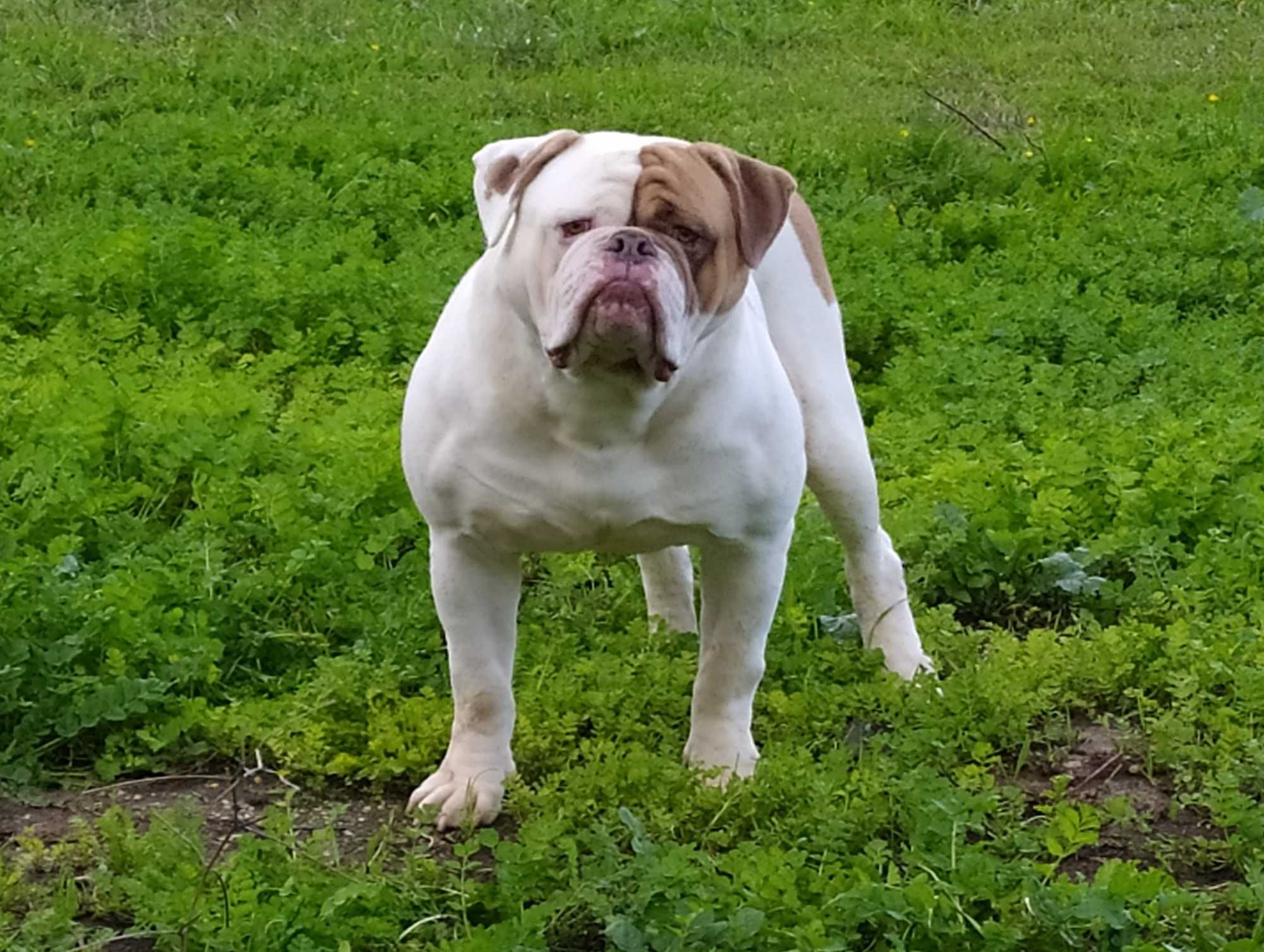 Bulldog Americano para melhoramento da raça