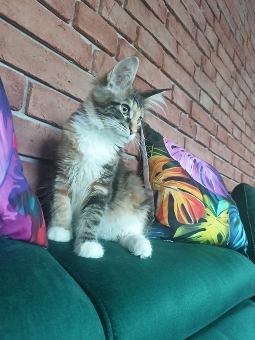 Piękna koteczka Maine Coon
