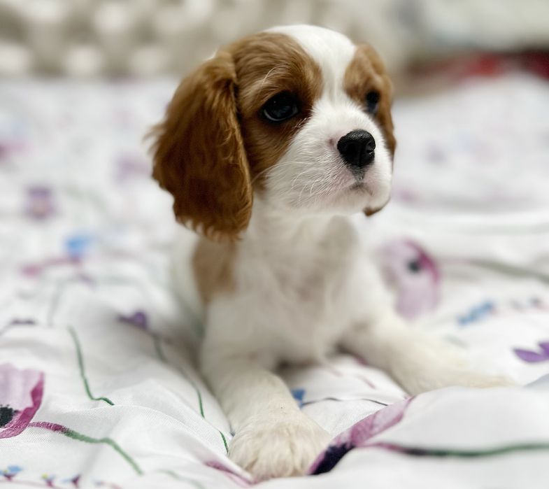Cavalier King Charles Spaniel FCI chłopiec szczenięta