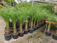 Vendo plantas exterior