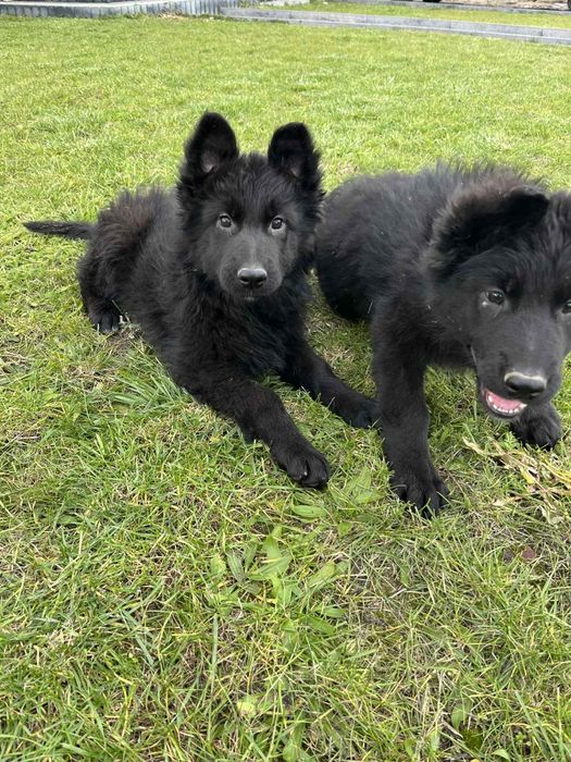 Owczarki Niemieckie Czarne