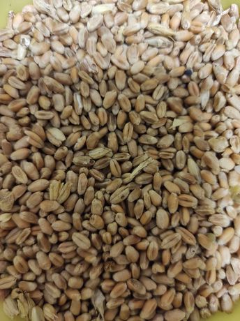 Пшениця домашня суха
